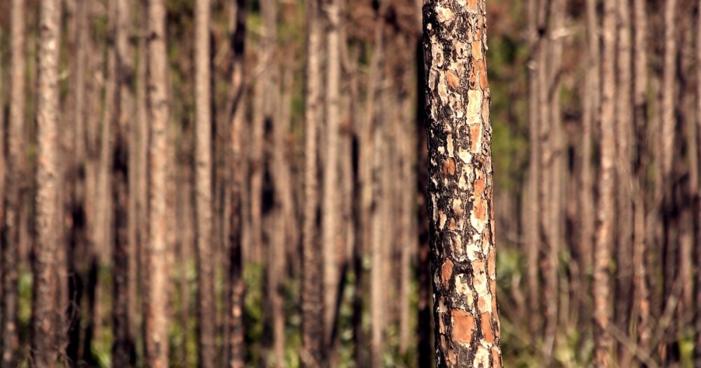 forest-for-the-trees